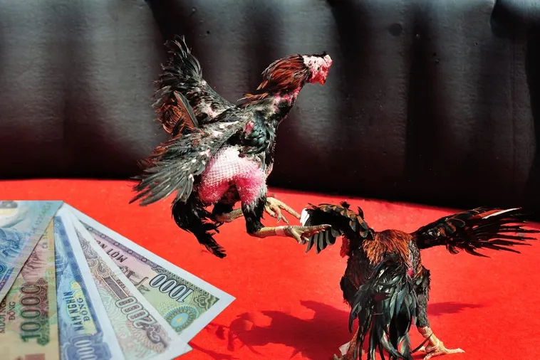 Làm Chủ Sàn Đấu Với Cách Chơi Đá Gà Sabong Tại EE88 Cực Chuẩn